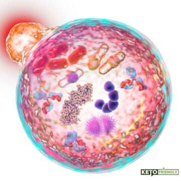 Enhance Health & Longevity with Keto and Autophagy